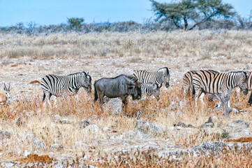 Fototapeta na wymiar Burchells zebras and a blue wildebeest in northern Namibia