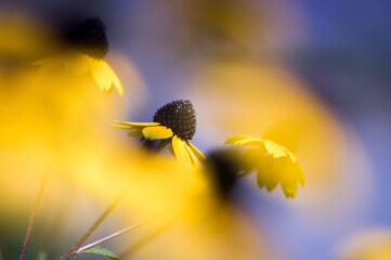 黄色いルドベキア・タカオの花