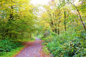 path in the forest