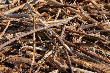 Branchage