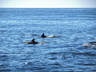 Fototapeta premium Free dolphins swimming and fishing in the sea
