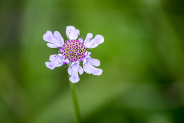 高原に咲くマツムシソウの花