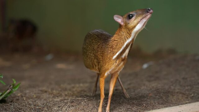 Kanchil is an amazing cute baby deer from the tropics. The mouse deer is one of the most unusual animals. Cloven-hoofed mouse.