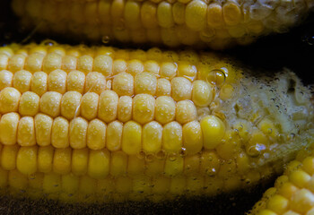 Close-up of corn is being boiled in a saucepan. Yellow boiled young corn. A casserole with corn cobs.