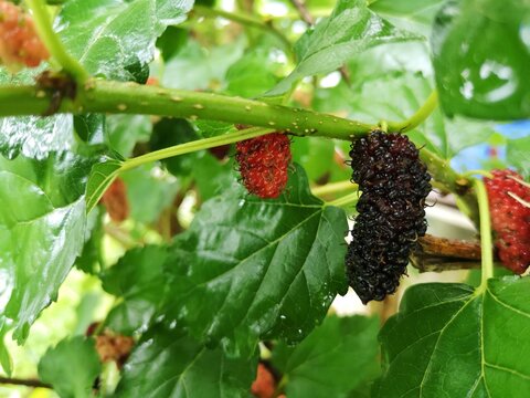 Fresh mulberries on the tree.