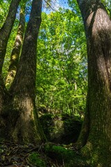 日本百名山　秩父両神山の景色