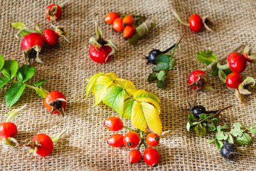 Still life of autumn red and yellow leaves. Japanese quince berries, rowan berries, rose hips and yellow flowers on the table.