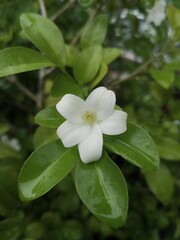 Orange Jasmine, White flowers with green leaves in the background.