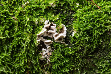 Moss and fungi grow in symbiosis on a tree trunk