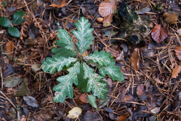 Young oak tree growing in the woods