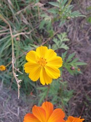 Fototapeta premium yellow, orage kosmos flowers in Daejeon, South Korea