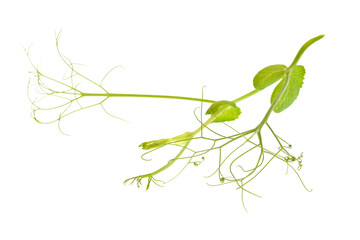 Green leaf of beans plant isolated on white background	