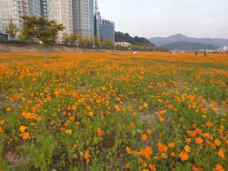 yellow, orage kosmos flowers in Daejeon, South Korea © 태연 김