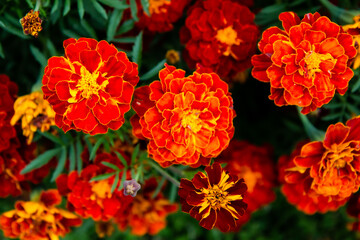 orange flowers are bright and juicy