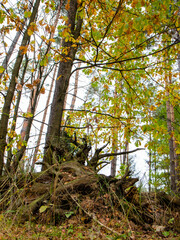 fallen tree in the autumn forest