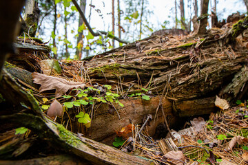 fallen tree in the autumn forest