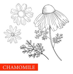 Chamomile is black and white. Botanical illustration. Good for cosmetics, medicine, treatment, aromatherapy, patient care, package design, field bouquet. Medicinal plants. Coloring book Antistress