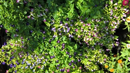 Torenia fournieri also called as wishbone flower or bluewings flower