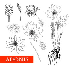 Adonis. Botanical illustration. folk medicine, treatment, aromatherapy, packaging design, field bouquet. Medicinal plants. Coloring book Antistress. illustration isolated on a white background