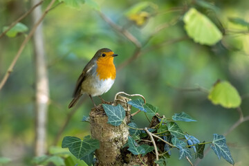Robin looking alert in a tree on the first day of autumn