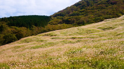 Fototapeta na wymiar 箱根　仙石原　秋のMiscanthus草原を空撮