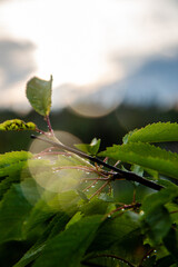 early morning after rain