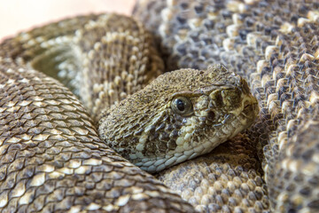 The western diamondback rattlesnake (Crotalus atrox) is a venomous rattlesnake species found in the southwestern United States and Mexico.
It ranges throughout the southwestern USA and north Mexico.