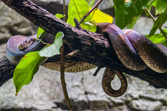 Macklot's python (Liasis mackloti) is a species of python, a nonvenomous snake in the family Pythonidae. It is endemic to Indonesia, East Timor, Papua New Guinea, and coastal northern Australia. 