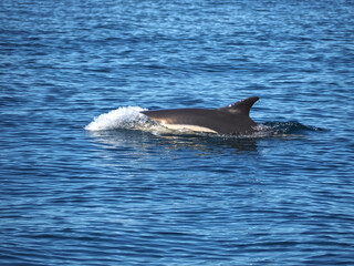 Free dolphins swimming and fishing in the sea