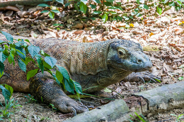 The Komodo dragon rests on the ground.
it is also known as the Komodo monitor, a species of lizard...
