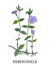 Periwinkle flower. Botanical illustration of periwinkles. Medicinal plants. Alternative medicine. Blue flower on a white background. illustration.