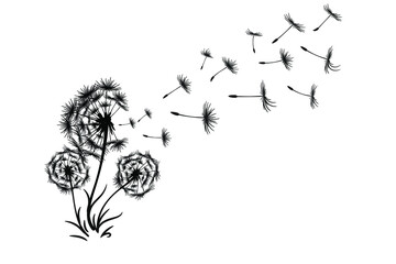 dandelion with flying seeds illustration