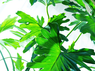 室内の観葉植物