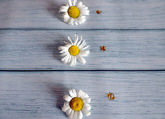 Obraz premium white daisies on a background of old turquoise boards for list, menu, text or schedule, copy space