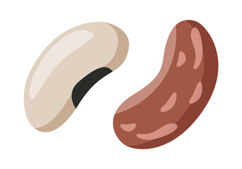 Brown and white beans, legumes. Poster with beans, legumes, quinoa. Design with plant seeds for vegetarian and vegan plant food or cuisine. Hand drawn vector set of beans, legumes, seeds on white