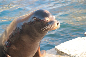Fototapeta premium Seehund, Seal, Meer, Sea, Sommer, Summer, Sun, Summertime, Funny Animal, lustige Tiere, Seebär, Wasser, Water, Funny, lustig,