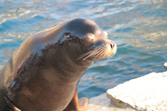 Seehund, Seal, Meer, Sea, Sommer, Summer, Sun, Summertime, Funny Animal, lustige Tiere, Seeb&auml;r, Wasser, Water, Funny, lustig,