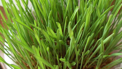 young wheat germ
