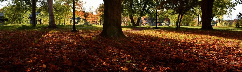 Obraz premium Trees in a park in autumn