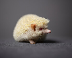 A cute albino hedgehog standing alone while looking away, in front of a grey background