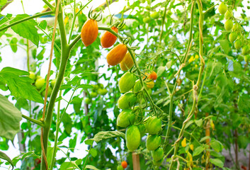 Fresh juicy tomatoes ripening in a garden bed. Healthy food.