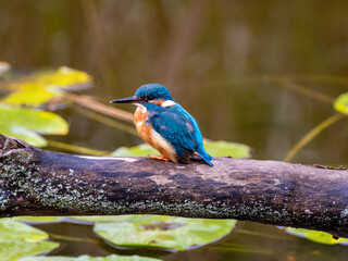 Common kingfisher ist resting and cleaning on the branch in the little lake.