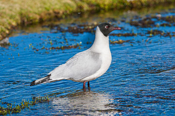 Andean Gull (Larus serranus) standing in little stream on the Altiplano in Northern Chile