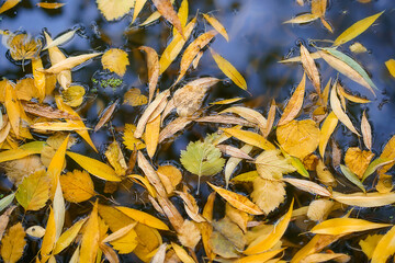 beautiful autumn leaf fall on the surface of a lake