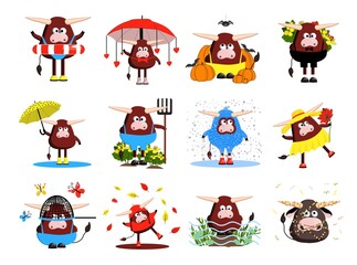 Fototapeta premium set of bulls characters. 12 bulls, oxen and cows. Funny cute animals. clipart free on a white background. illustration of the symbol of 2021