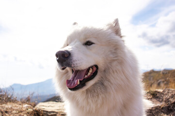Obraz premium Portrait of a white fluffy dog on a sunny day against a blue sky. Side view.