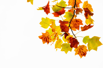 カエデの紅葉　イタヤカエデ