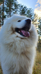 Fototapeta premium Fluffy white dog smiles. Samoyed in the forest