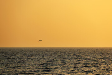 View to the sea and flying seagull at sunset. Evening seascape, background for travel and vacation