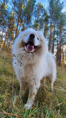Fluffy white dog smiles. Samoyed in the forest